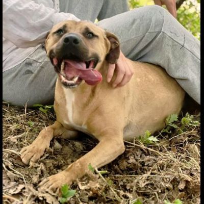 OTIS MENDICANTE DI CAREZZE CANE IN ADOZIONE