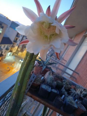 Cactus San Pedro - Foto 5