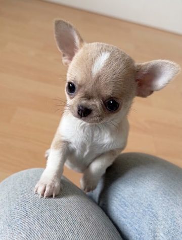 CHIHUAHUA TOY CUCCIOLI - da 40 euro al mese