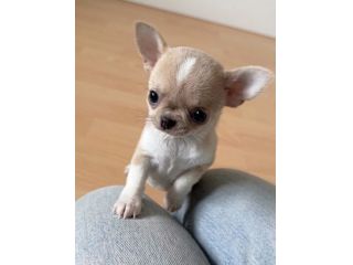 CHIHUAHUA TOY CUCCIOLI - da 40 euro al mese