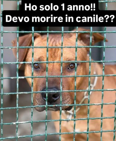 1anno simil Pitbull ok bimbi PORTATO IN 1CANILACCIO!! CALABRIA