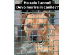 1anno simil Pitbull ok bimbi PORTATO IN 1CANILACCIO!! CALABRIA