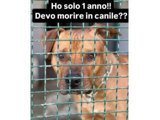 1anno simil Pitbull ok bimbi PORTATO IN 1CANILACCIO!! CALABRIA