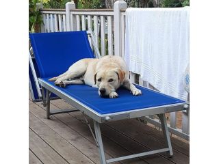 Splendido simil Labrador 4anni da Milano purtroppo è TORNATO IN SICILIA!!!!!