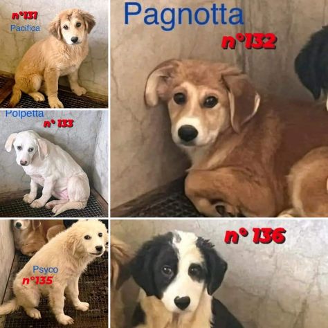 CUCCIOLI IN ADOZIONE
