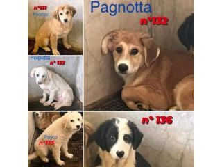 CUCCIOLI IN ADOZIONE