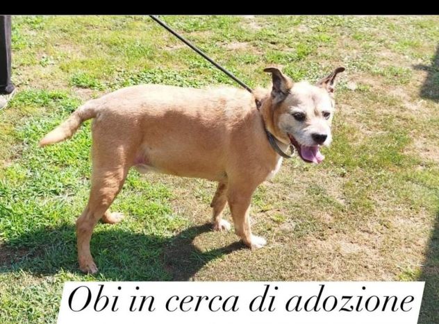 10anni, tranquillo, padrone deceduto prematuramente.Prov Pavia - Foto 2