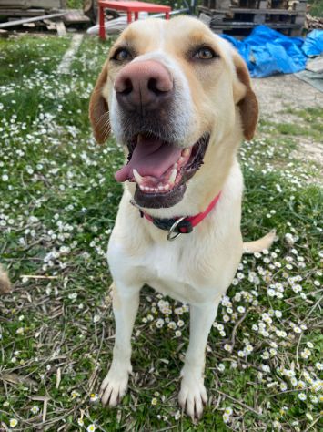 Lily 2 anni mix labrador - Foto 5