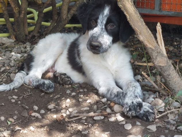 CUCCIOLI IN ADOZIONE - Foto 6