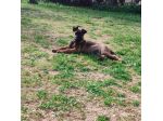 Cuccioli di Pastore Belga Malinois con pedigree