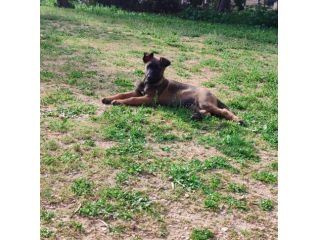 Cuccioli di Pastore Belga Malinois con pedigree
