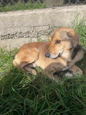 UGOLINO DOCILE, GLI PIACE FARSI COCCOLARE CAGNOLINO IN ADOZIONE - Foto 3