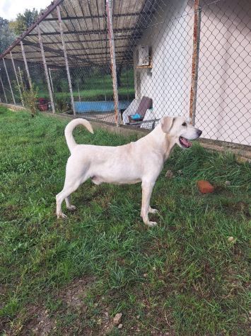 THOR DOLCE E SOCIEVOLE CANE IN ADOZIONE TG MEDIA - Foto 8