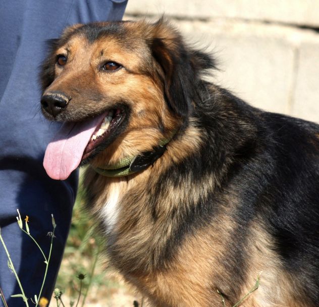 Giovane, dolcissima e bellissima cagnolina in attesa di una famiglia. - Foto 2
