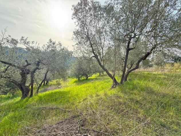 Terreno edif. residenziale in vendita a Riparbella 6500 mq Rif: 1409836 - Foto 4