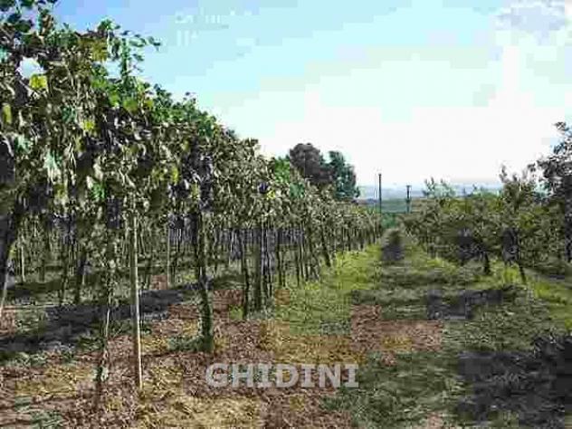 TERRENO AGRICOLO di 10 vani e di 310 mq (ROCCASTRADA - MONTEMASSI) rif. 1891.260M - Foto 15