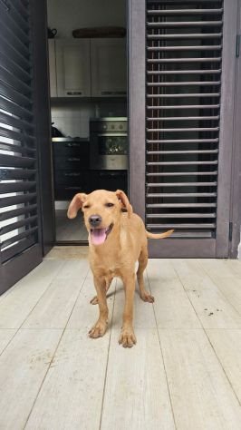 RED, 4 MESI (01/06/2026), TROVATO DA TURISTI IN UN BOSCO SOLO E ABBANDONATO - Foto 2