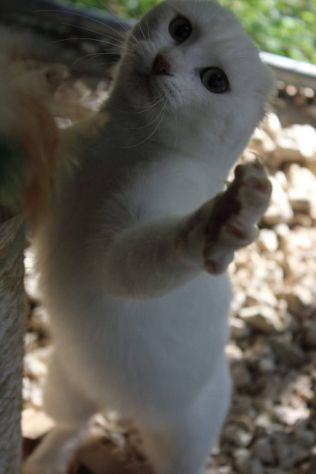 Meringa gattina , adozione del cuore - Foto 3