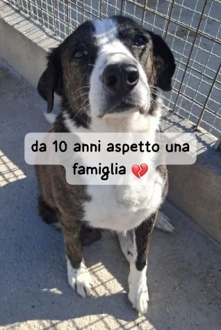 GIOVE 10 ANNI taglia media grande Ed è in canile da 10 anni… - Foto 5