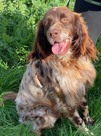 Zefiro un cane rinchiuso in canile - Foto 7