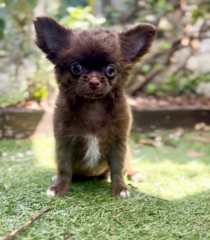 Cindy chihuahua pelo lungo cioccolata con pedigree - Foto 5