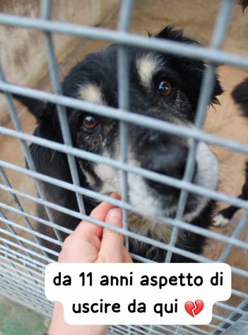 SPANK 11 ANNI TAGLIA MEDIA IN CANILE - Foto 3