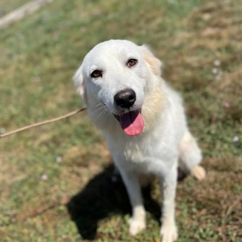 AGNESE TIMIDA E DELICATA CAGNOLINA IN ADOZIONE - Foto 7