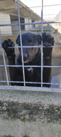 CANE IN ADOZIONE: ARON - Foto 8