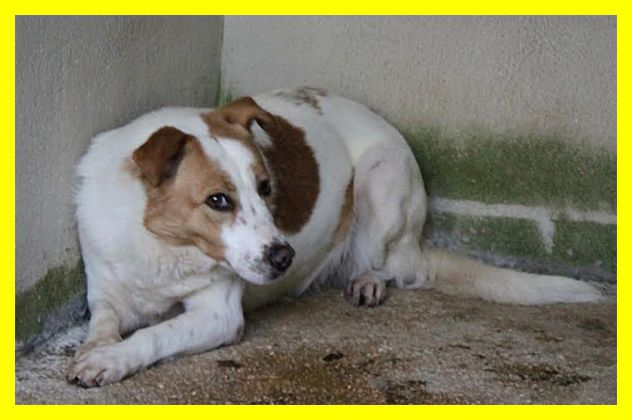 REA, SPAVENTATA, DA SEMPRE IN CANILE CERCA CASA - Foto 5