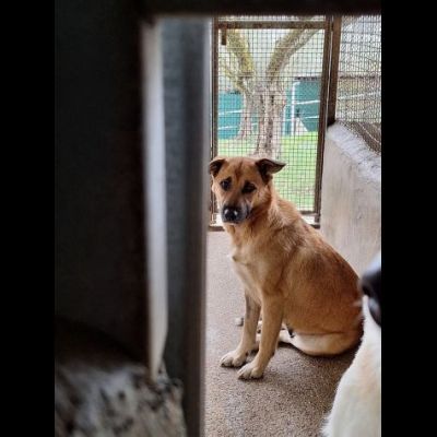 BIANCA CERCA SALVEZZA CANE IN ADOZIONE - Foto 2