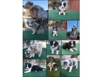 Cuccioli di border collie