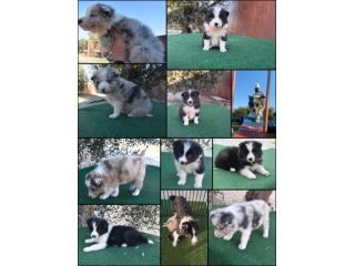 Cuccioli di border collie