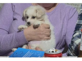 Cucciola di maltese