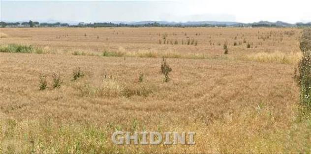 TERRENO AGRICOLO di 1 vani e di 80000 mq (ORBETELLO - ALBINIA) rif. 2375.272M - Foto 4