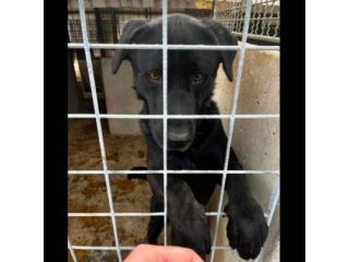 SIRIUS MIX LABRADOR CANE IN ADOZIONE