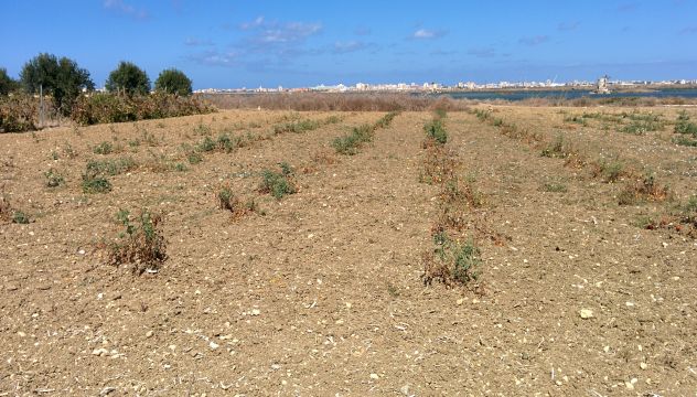Vendesi terreno agricolo
