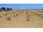 Vendesi terreno agricolo