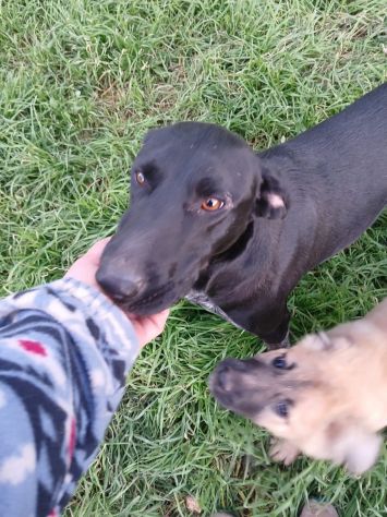 Scilla fantastica cucciolona taglia media!! - Foto 3