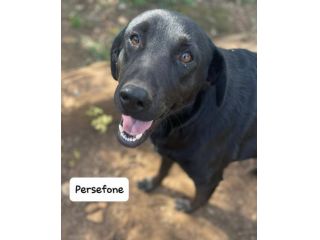 Persefone simil labrador