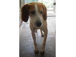 SNOOPY, adozione del cuore per un tenero beagle