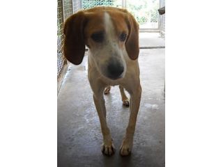 SNOOPY, adozione del cuore per un tenero beagle