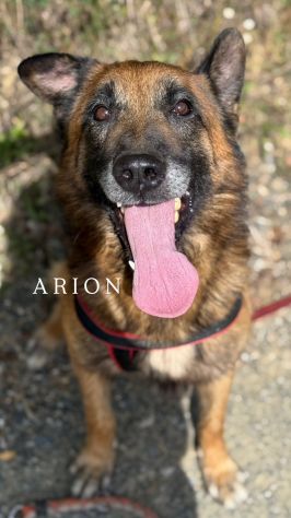 NARA &amp; AIRON: PASTORI BELGA MALINOIS dolcissimi! - Foto 2