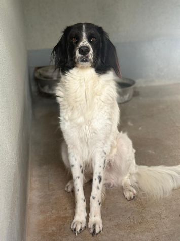 ALDO 5 ANNI - Foto 3