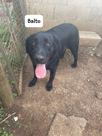 Balto simil labrador - Foto 3