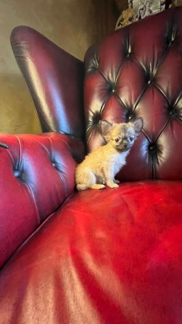 chihuahua toy pelo lungo - Foto 5