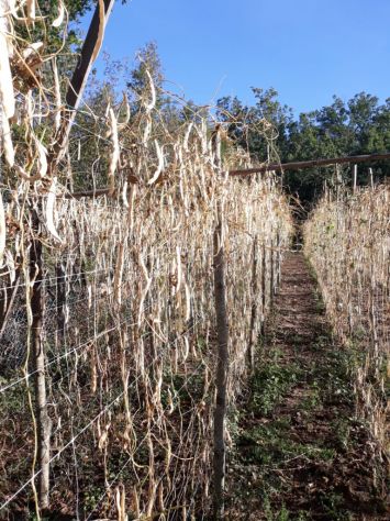FAGIOLI Biologici BIANCO DELLA REGINA del CILENTO al kg - Foto 3