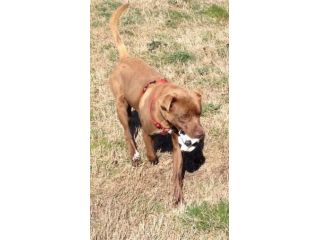 JOY, splendido pitbull