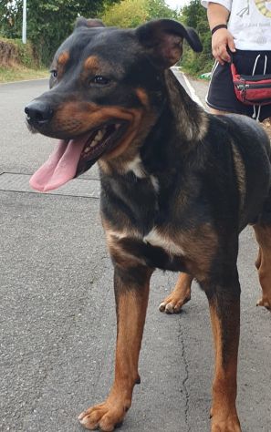 Tiglio, a Milano, cucciolone di 1,5 anni - Foto 7