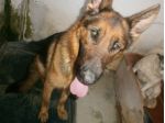 RINGO, pastore tedesco dolcissimo