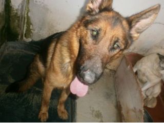 RINGO, pastore tedesco dolcissimo